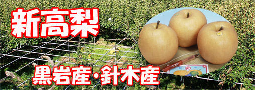 新高梨の通販