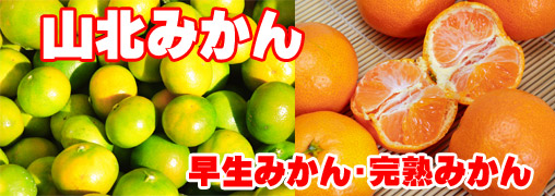 山北みかんの通販