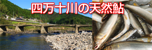 四万十川の天然鮎