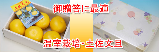 温室土佐文旦の通販