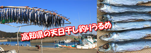 天日干し釣りうるめ